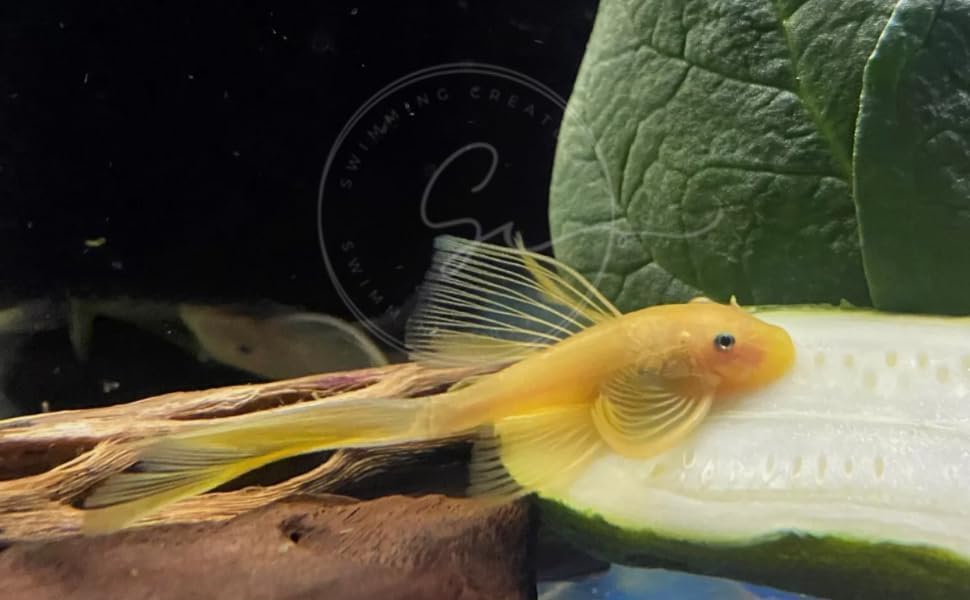 Swimming Creatures™ 2 Longfin Albino Pleco (L-144) (Ancistrus cf. cirrhosus) – Tank-Bred Live Freshwater Aquarium Fish (Size Approx 1-2")
