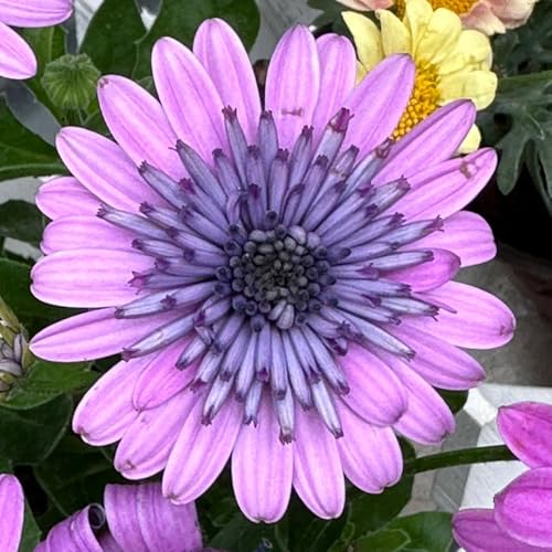 semillas de margarita - jardín balcón resistentes rocas 300pcs