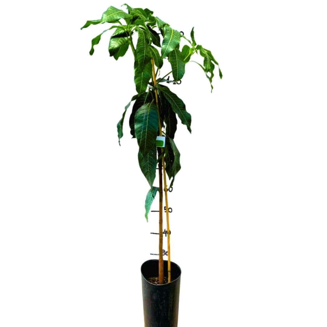 Pianta di Mango Indica Maya Innestata, H140cm