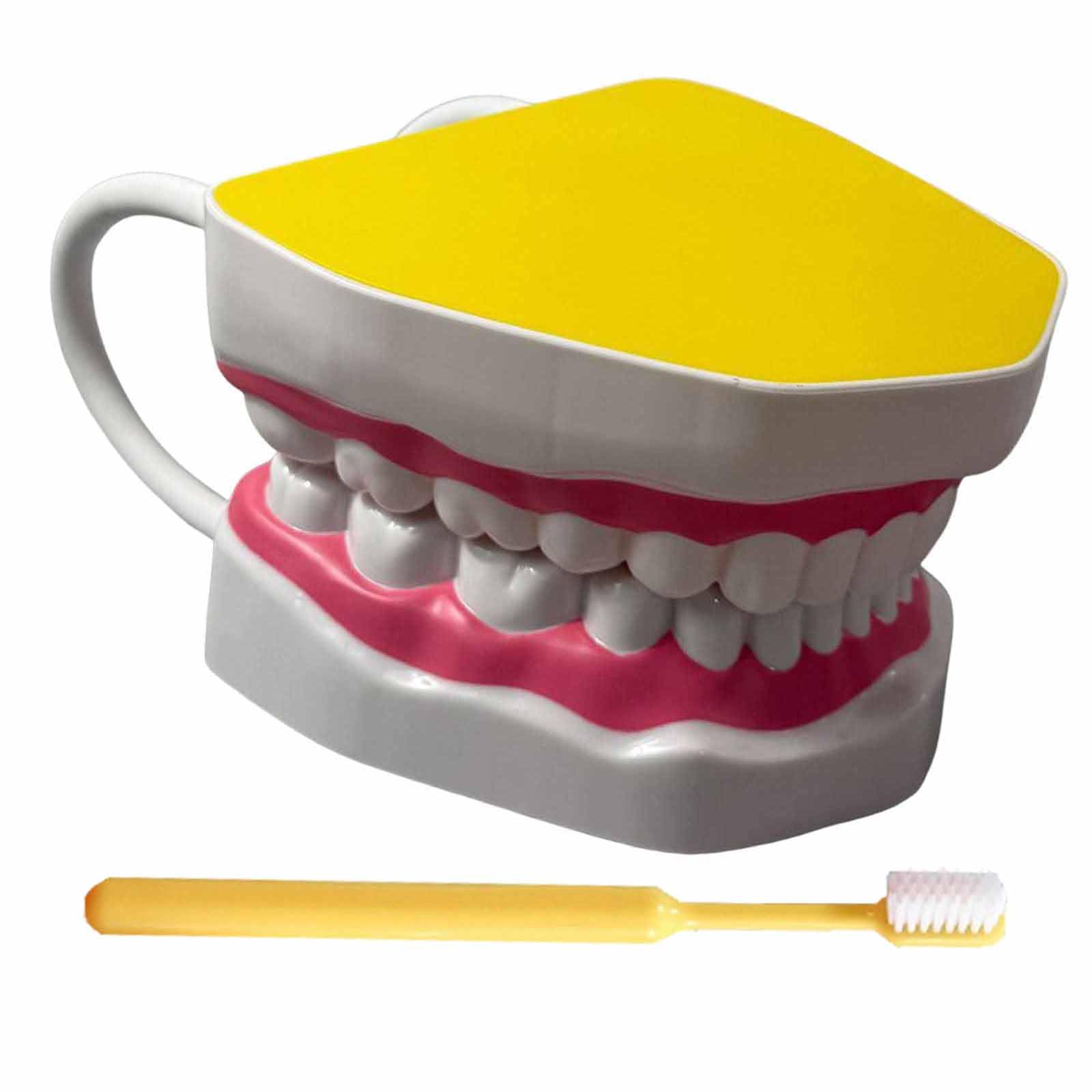 YRQMGSF Dental Model for Brushing Flossing Practice Typodont Demonstration Denture Model 6 Times Enlarged Demonstrative Teeth Model for Education and Study,Yellow
