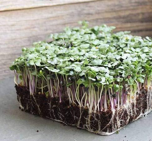 Miniatura 2 de Mezcla de microgreens "Spicy Salad Mix" de semillas, más de 300 semillas tradicionales por paquete, semillas de jardín de Isla (semillas de jardín