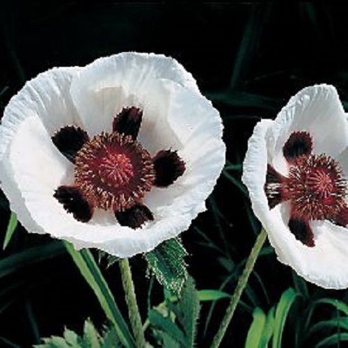 See full amazon price history chart for Sellify 35+seeds/pack ROYAL WEDDING PAPAVER BLACK & WHITE POPPY FLOWER SEEDS / PERENNIAL Sellify 35+seeds/pack ROYAL WEDDING PAPAVER BLACK & WHITE POPPY FLOWER SEEDS / PERENNIAL (B072HRYRJB) Amazon Price History, Amazon Price Tracker