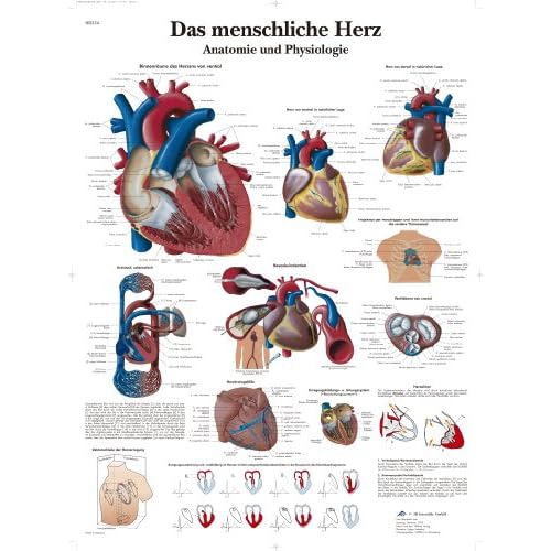 3B Scientific Lehrtafel laminiert - Das menschliche Herz - Anatomie und Pathologie, VR0334L