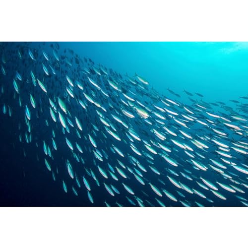 Image of Season Brisling Sardines in Extra Virgin Olive Oil, 3.75 Oz Tins, 12-Pack | Wild Caught, 13g of Protein, Keto Snacks, More Omega 3's Than Tuna, High in Calcium, Canned Sardines, Cross Packed