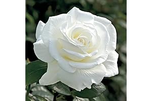 White Rose Bush: A Garden of Fragrance and Beauty