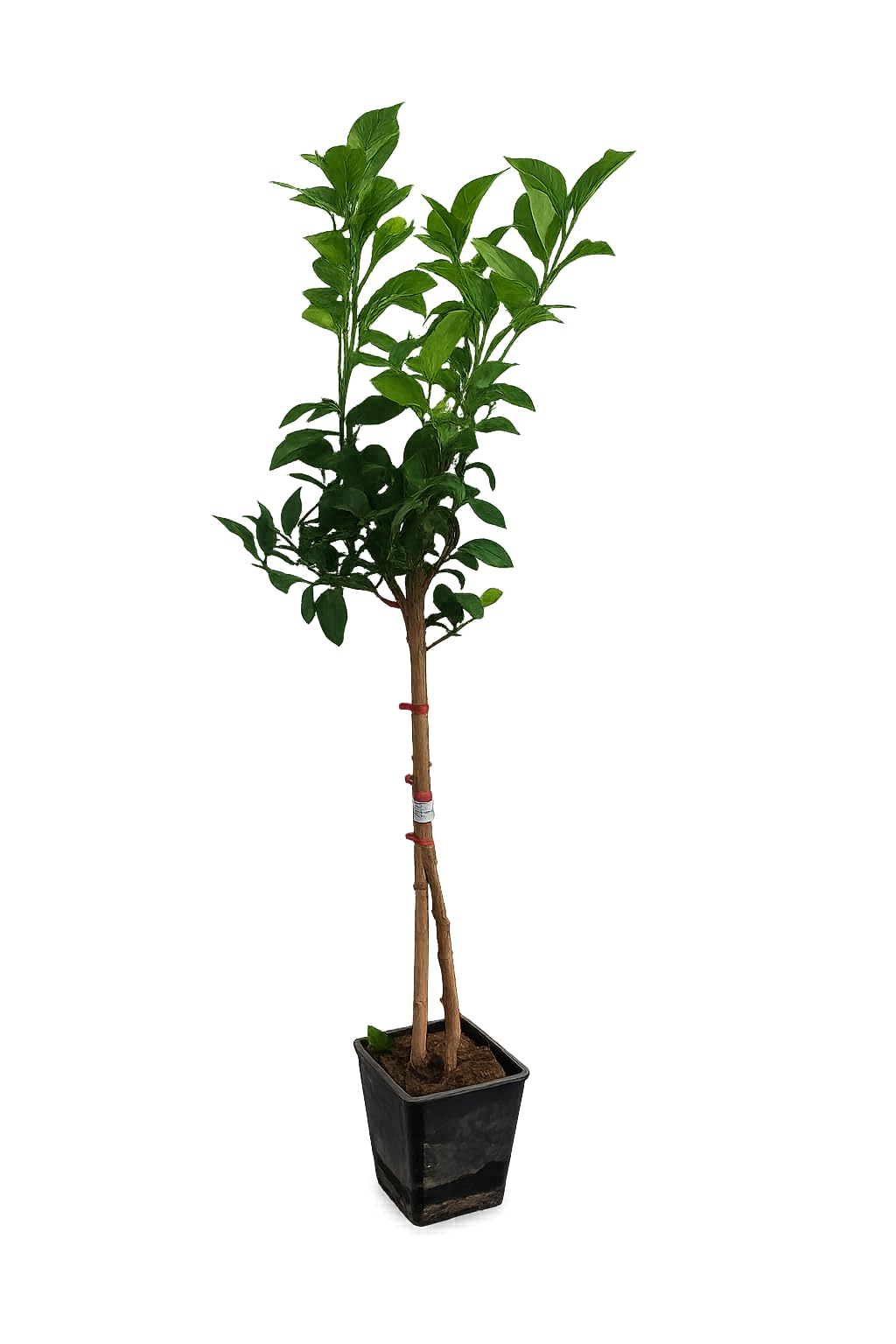 Amalfitano Zitronenbaum 120–140 cm – Echter Citrus Limon im Topf, mediterraner Zitronenbaum für Balkon & Terrasse, winterhart bedingt, duftende Blüten, essbare Früchte