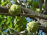 Green Future Pflanzenhandel Osagedorn Maclura pomifera Pflanze 5-10cm Milchorangenbaum Osage-Orange Rarität