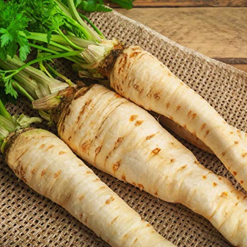 Bravet Vegetable Seeds - 100Pcs Parsnip Seeds Organic Non-GMO Heirloom Parsnip Vegetable Seeds for Home Garden Balcony