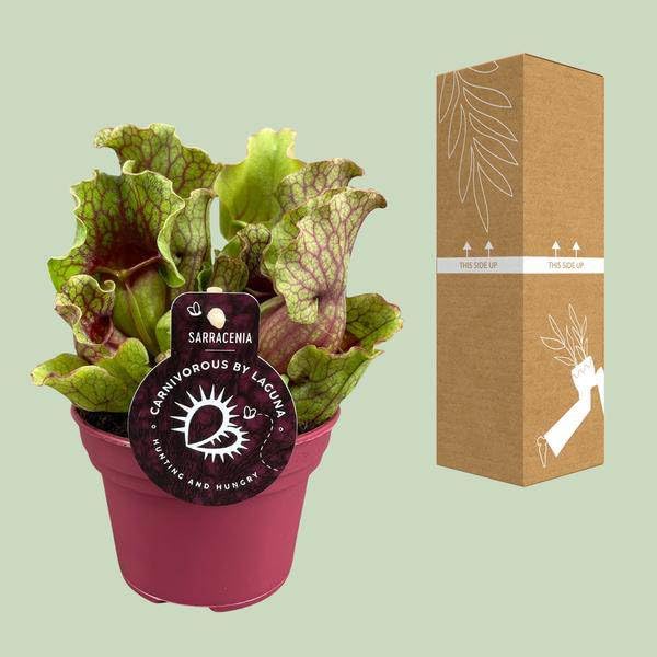 Roślina ogrodnicza Sarracenia – mięsożerna roślina pokojowa Ø 12 cm – wysokość ok. 20 cm – egzotyczne wzornictwo – oczyszczająca powietrze i łatwa w pielęgnacji