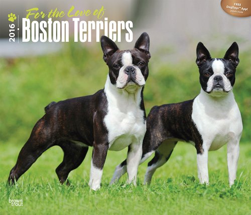 Boston Terriers, For the Love of 2016 Deluxe