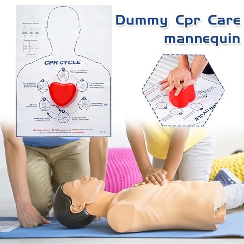 Modèle RCR pour instructeurs de premiers secours avec torse anatomique - 7