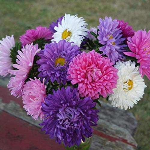 Aster Giants Of California Flower Seeds, 25 Count "Cool Beans N Sprouts" Brand. Home Gardening. #TOP1