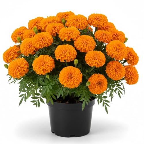 2 Marigolds Live Plants, Orange Marigold Plant Live Potted for