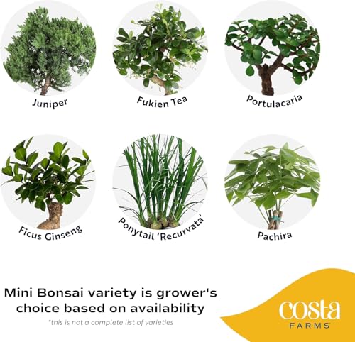 Image of Costa Farms Bonsai Miniature Tree Live Plant in Decorative Pot, Easy Indoor Houseplant, Assorted Variety, Zen Home, Room, or Office Decor, House Warming or Birthday Gift, 12-15 Inches Tall