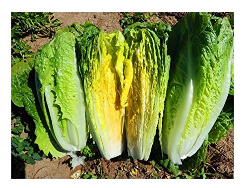 PREMIER SEEDS DIRECT - Lettuce Seeds - Romaine - Parris Island COS - 1000 Seeds (Organic)