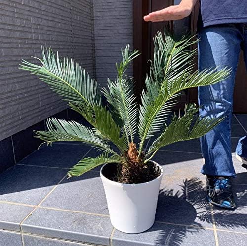 Amazon Co Jp ソテツ 蘇鉄 6号 0 4m前後 鉢底から 化粧鉢 新築祝い 庭木 植木 常緑樹 観葉植物 Diy 工具 ガーデン Amazon Co Jp ソテツ 蘇鉄 6号 0 4m前後 鉢底から 化粧鉢 新築祝い 庭木 植木 常緑樹 観葉植物 Diy 工具 ガーデン