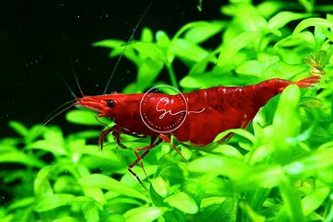 Camarões Neocaridina Vermelhos Swimming Creatures para Aquário – Pacote com 10