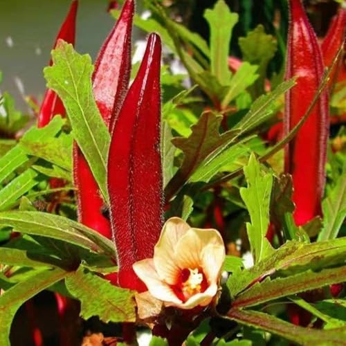 Mixrug Mix Okra Seeds for Planting, 300pcs Non-GMO Heirloom Okra Vegetable Seeds, Vegetables Plants Fresh Food Plants Home Garden for Outdoors Indoors