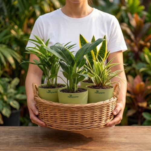 Image of Spider Plant, Peace Lily, Areca Palm & Snake Plant Live Indoor 4-Plant Combo in 4-Inch Self-Watering Matte Green Pots | Air-Purifying Oxygen Plants for Bedroom, Living Room & Office Decor