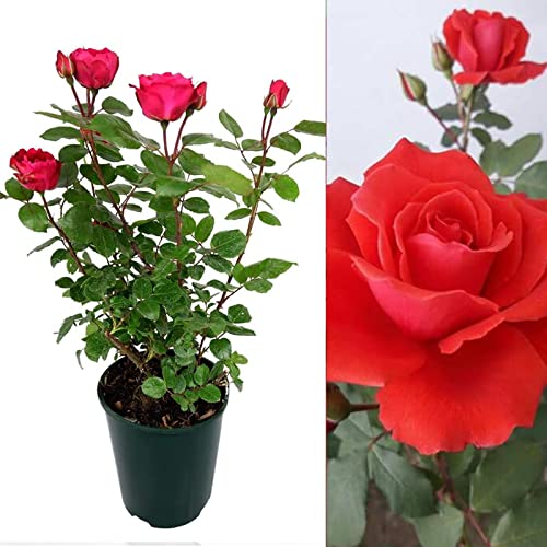 Rose Bush Love Knot - Floribunda Red Rose Bush for The Garden in a 3Litre Pot (1)