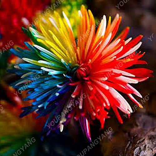 100PCS Rainbow Chrysanthemum Flower Seeds Ornamental Bonsai Rare Color New Choose More Chrysanthemum Seeds Garden Flower Plants Light Yellow