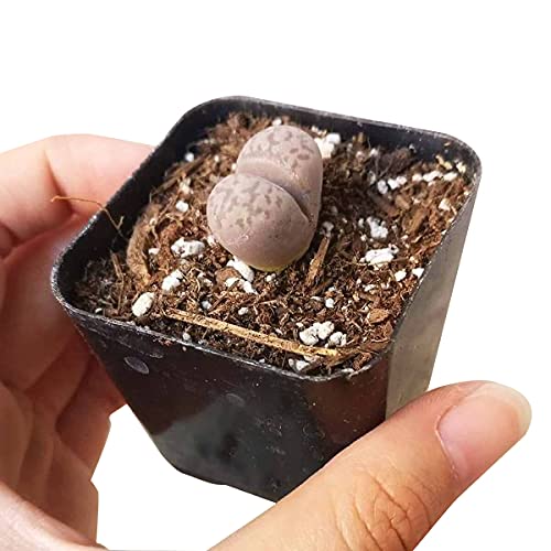 Lithops Living Stones 2 Inch - Healthy Succulent Rare & Unusual Live Easy Care Indoor House Plant, Fully Rooted In 2/4/6 Inch Sizes #TOP5