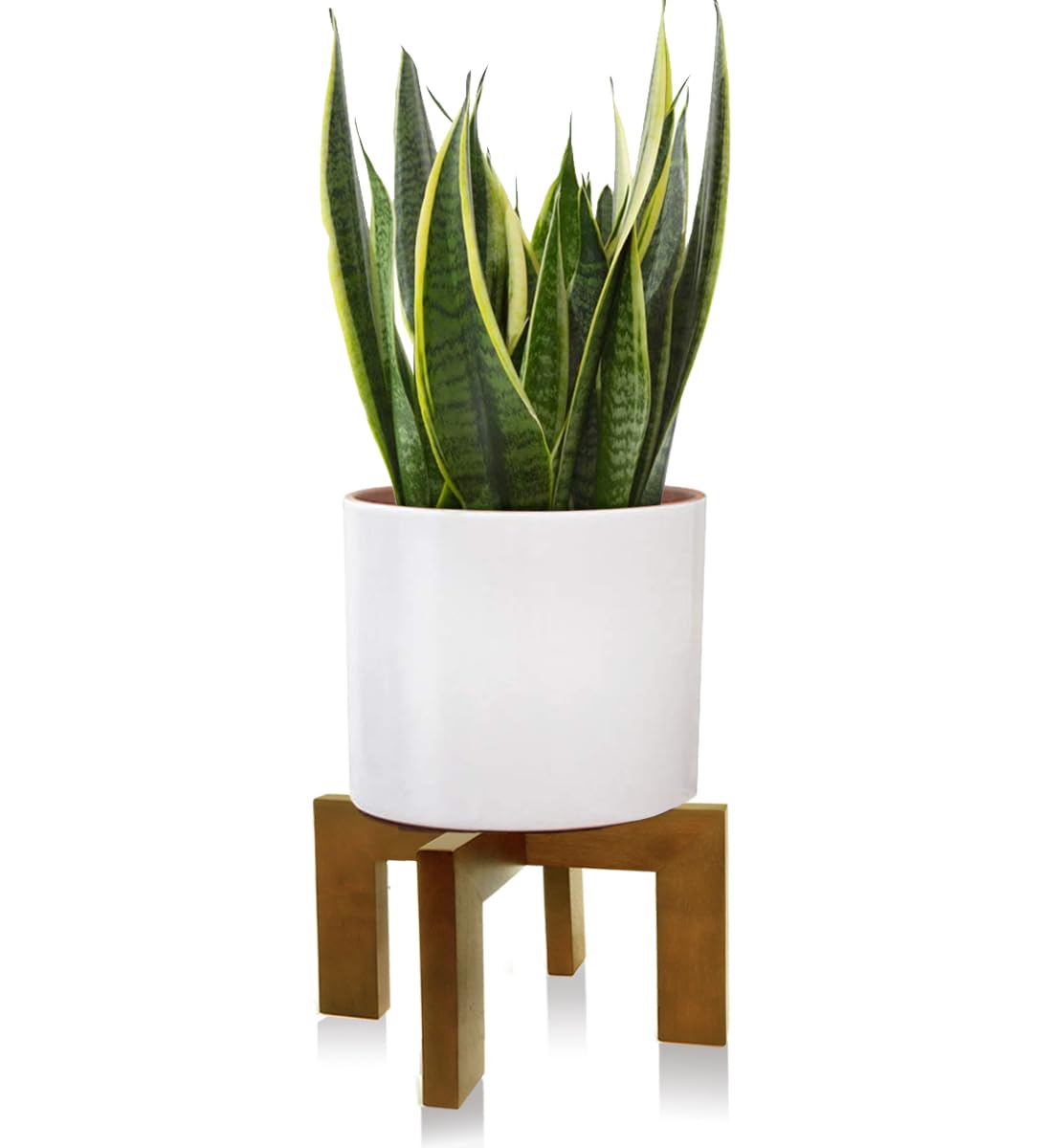 lucky bamboo potted plants Dracaena main image 1