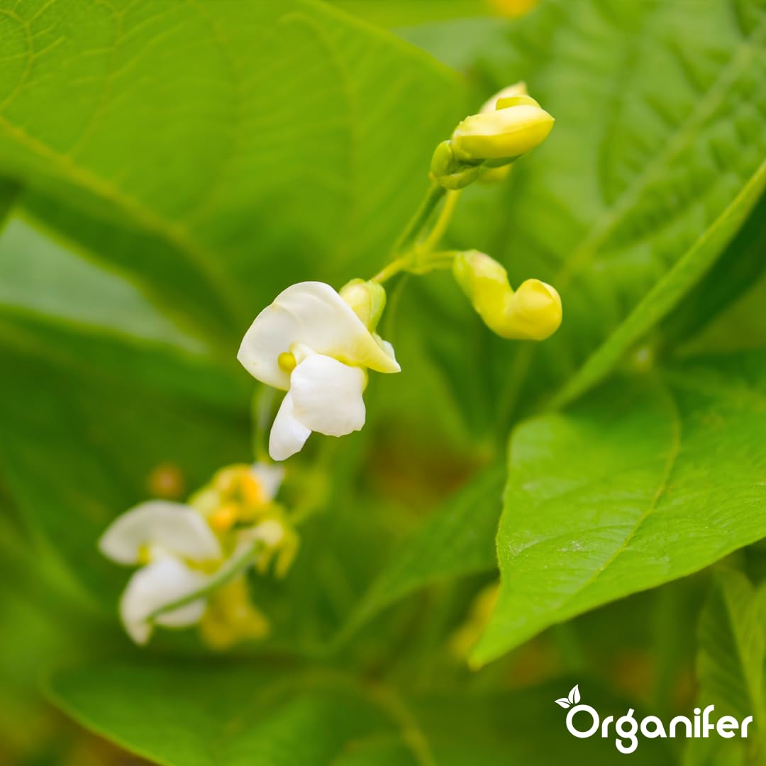 Fertilizante Líquido Para Frijoles - 10L - NPK 2-1-8 | Fertilizante Para Plantas Sanas Y Cosechas Abundantes - Favorece Raíces Y Floración - Organifer