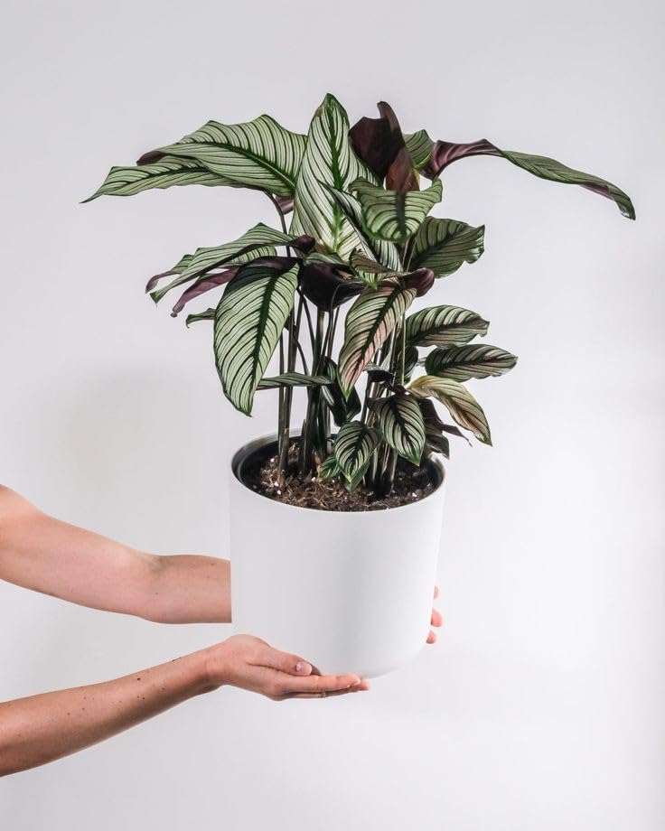Pin stripe calathea Live Plant Indoors, outdoor for Living Room, Table Corner, Balcony, Office/Home Decoration-image-14