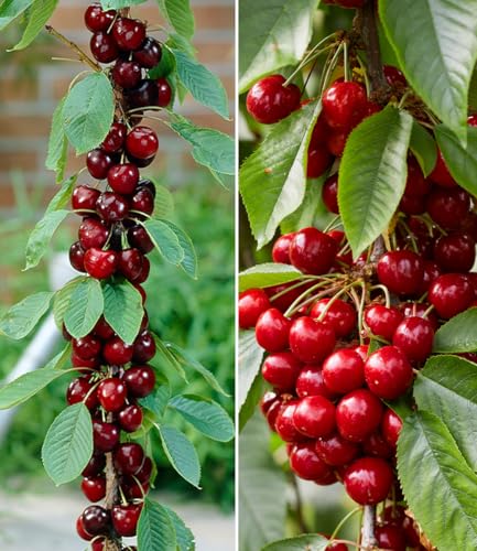 BALDUR Garten Säulen-Kirschen 'Sylvia® & Helena®', 2 Pflanzen...
