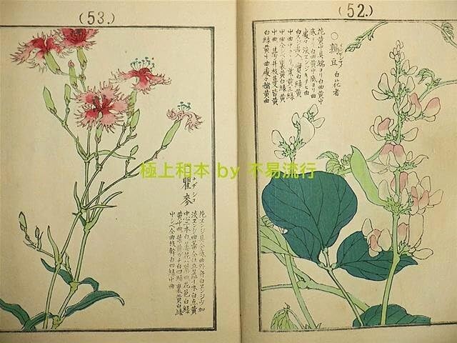 Amazon.co.jp: 極上和本YM1353千種之花［千種の花］（明治38年） 幸野