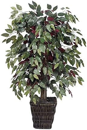 4' Capensia Bush in Square Willow Container