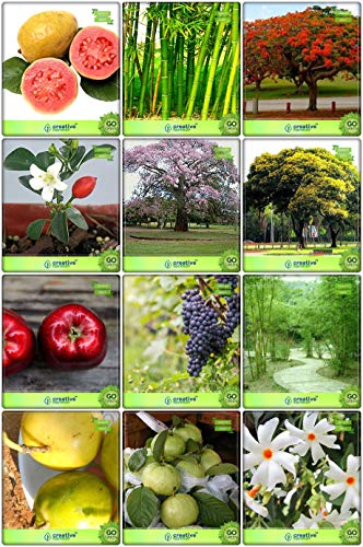 Creative Farmer Plants Seeds Combo Fruit & Fruit : Apple, Grape, Passion Fruit - Yellow, Kilo Pera, Bamboo, Small Bamboo, Gulmohar, Orange Jasmine, Lagerstroemia Speciosa, Copperpod, Coral Jasmine, Guava For Gardening