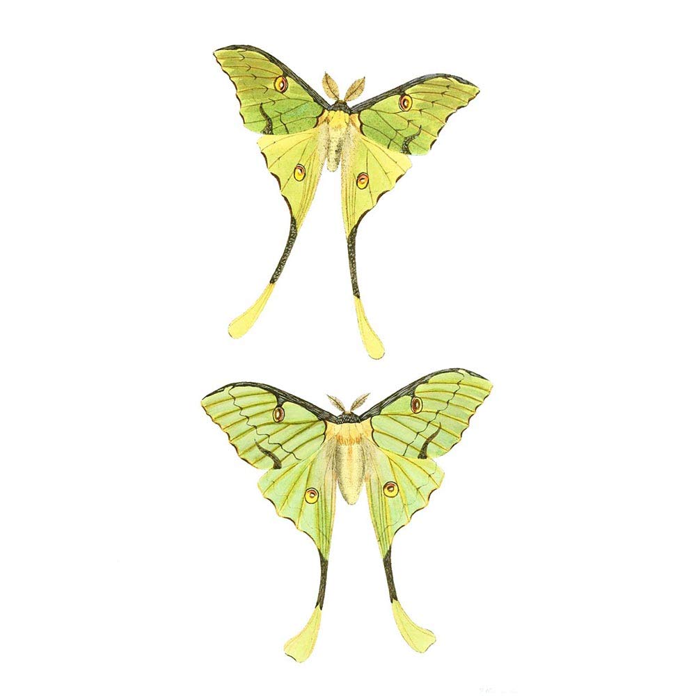 Wee Blue Coo Moths Green Illustration Art Print Poster Wall Decor 12X16 Inch