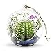 WGV Hanging Terrarium Globe, Width 7
