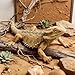 Lukinuo Bearded Dragon Animal Figurines Lizard Figurine Toys Lizard Animals Figures Plastic Lizard Model for Cake Decoration Educational Toys Gecko Animal Trick Reptile Prank Props