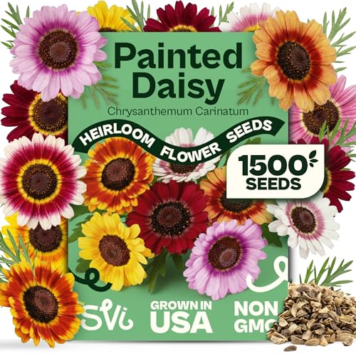 1500 SVI Painted Daisy Seeds (Chrysanthemum Carinatum) Daisy Seed Packets Bulk Chrysanthemum Flowers Seed Mix Wildflowers Annual Cut Flower Seeds for Outdoor Garden Flower Garden Containers