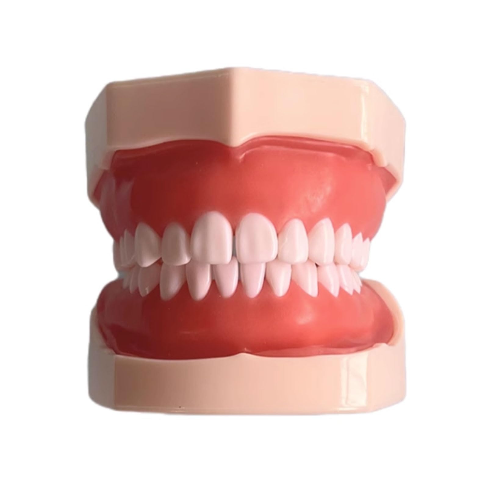 Modello Dentario Della Resina Che Addestra Il Modello Dei Denti Del Typodont Per L'insegnamento Di Pratica Dell'odontotecnico Denti Della Gomma Modello Della Mascella Attrezzatura Di Odontoiatria