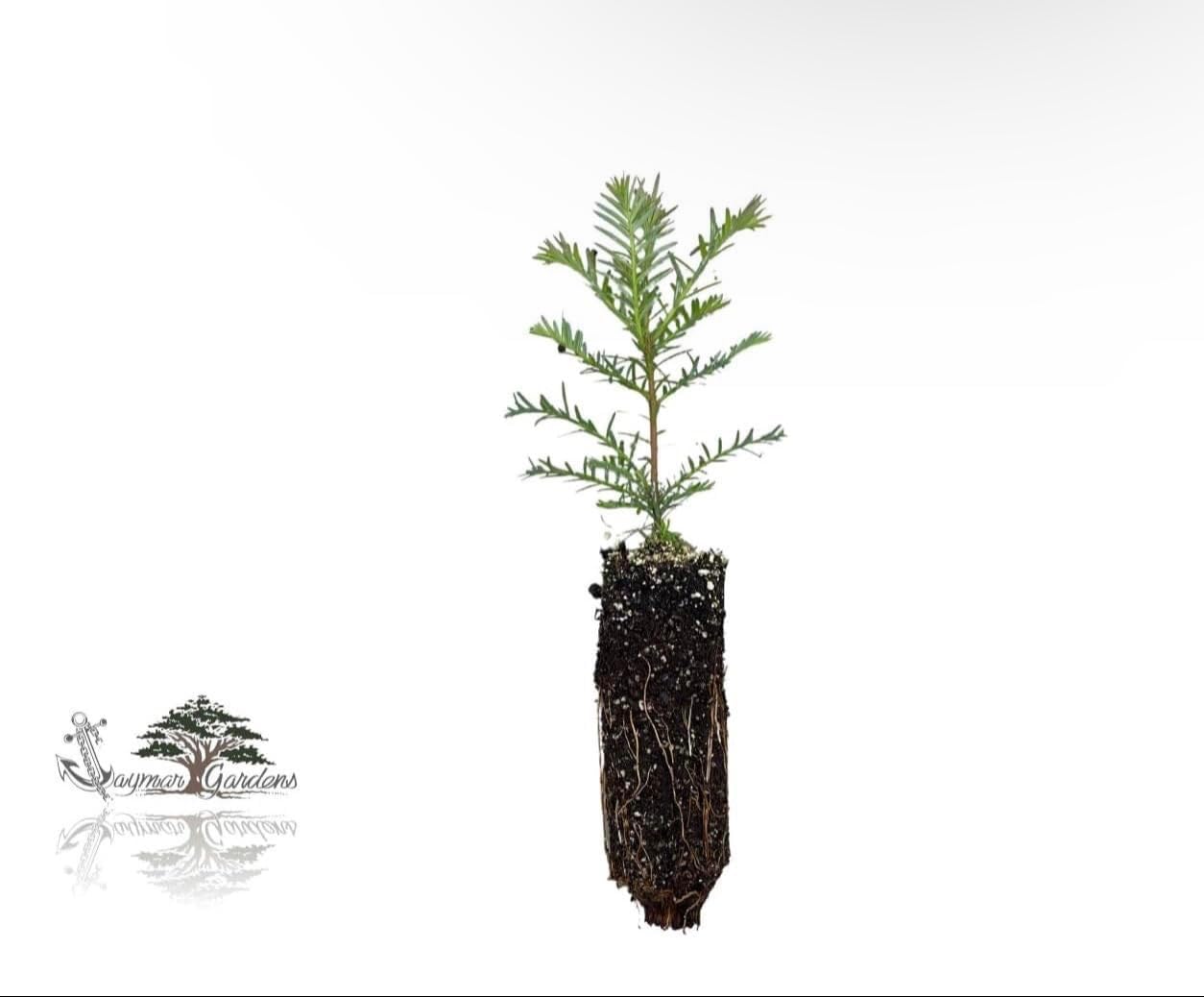Generic 5-Pack Coast Redwood Tree Seedling - Sequoia sempervirens - Small, Evergreen