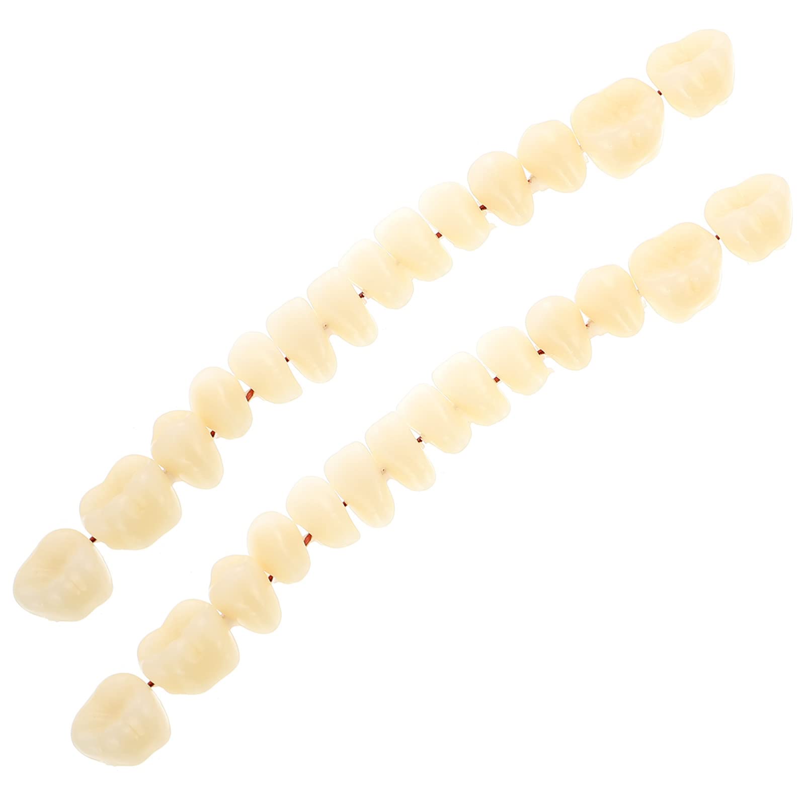 Resin Denture False Teeth - Dental Teeth Teaching Model Universal Resin Teeth Model Demonstration Denture Model Dental Supply Accessory