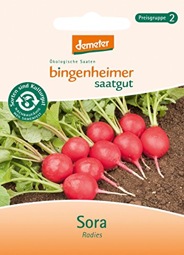 Preisvergleich Produktbild Bingenheimer Saatgut - Radieschen Radies Sora - Gemüse Saatgut / Samen