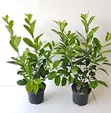 Kirschlorbeer Pflanzen Böring 10 Stück Prunus Novita 60-70 cm