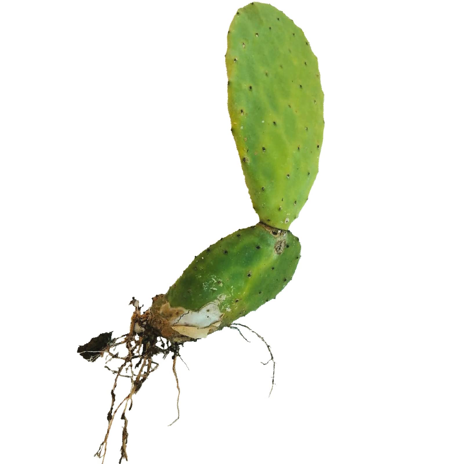 Talea Di Fico D'india Senza Spine – Opuntia Santamaria Da 20-30 Cm, Frutti Bianchi, Ideale Per Esterno E Arredo Giardino, Pianta Da Frutto