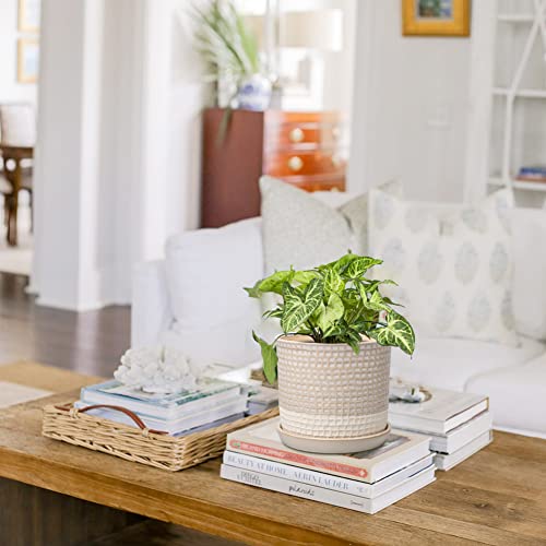 DILATATA-6-Inch-Plant-Pot-Ceramic-White-Planter-for-Indoor-Plants-with-Drainage-Hole-and-Attached-Saucer-Flower-Pot-Garden-Planter-Succulent-Plant-Pot-with-Bonded-Tray-Cactus-Plant-Pot DILATATA 6 Inch Plant Pot Ceramic White Planter for Indoor Plants with Drainage Hole and Attached Saucer Flower Pot Garden Planter Succulent Plant Pot with Bonded Tray Cactus Plant Pot