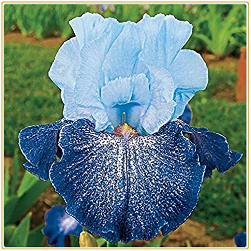 Iris Bulbi -Bulbi di iris arancione naturalmente rari avec un haut tasso di sopravvivenza, plante vive d'espèce rare sono ora piantate-5 Bulbi,B