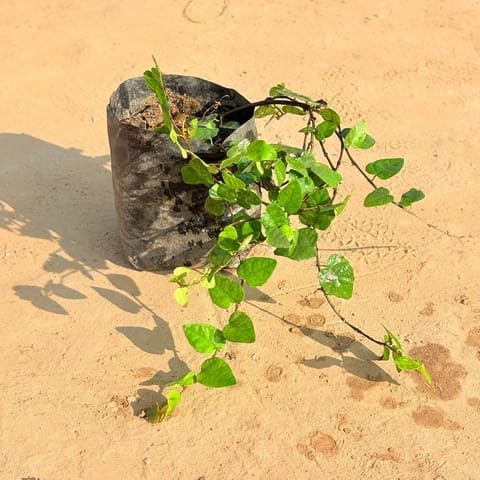 Best Nursery Chipkali Bel in 3 Inch Plant Nursery Bag-image-0