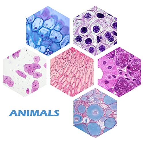 Prolee 200 Packs Microscope Slides thumb #5