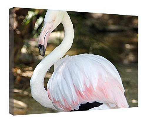 Toile Flamengo Adelaide Zoo cadre mural prêt à accrocher pour mur vide 40x50