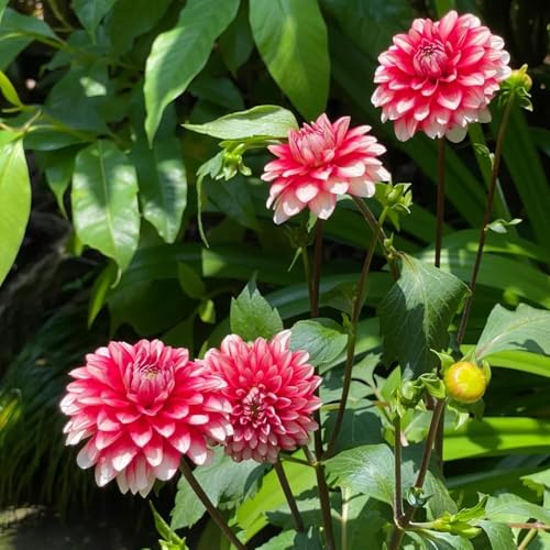 bulbos de dalia son resistentes bulbos primavera bonsais de interior, resistentes decoracion perennes,balcón 25pcs