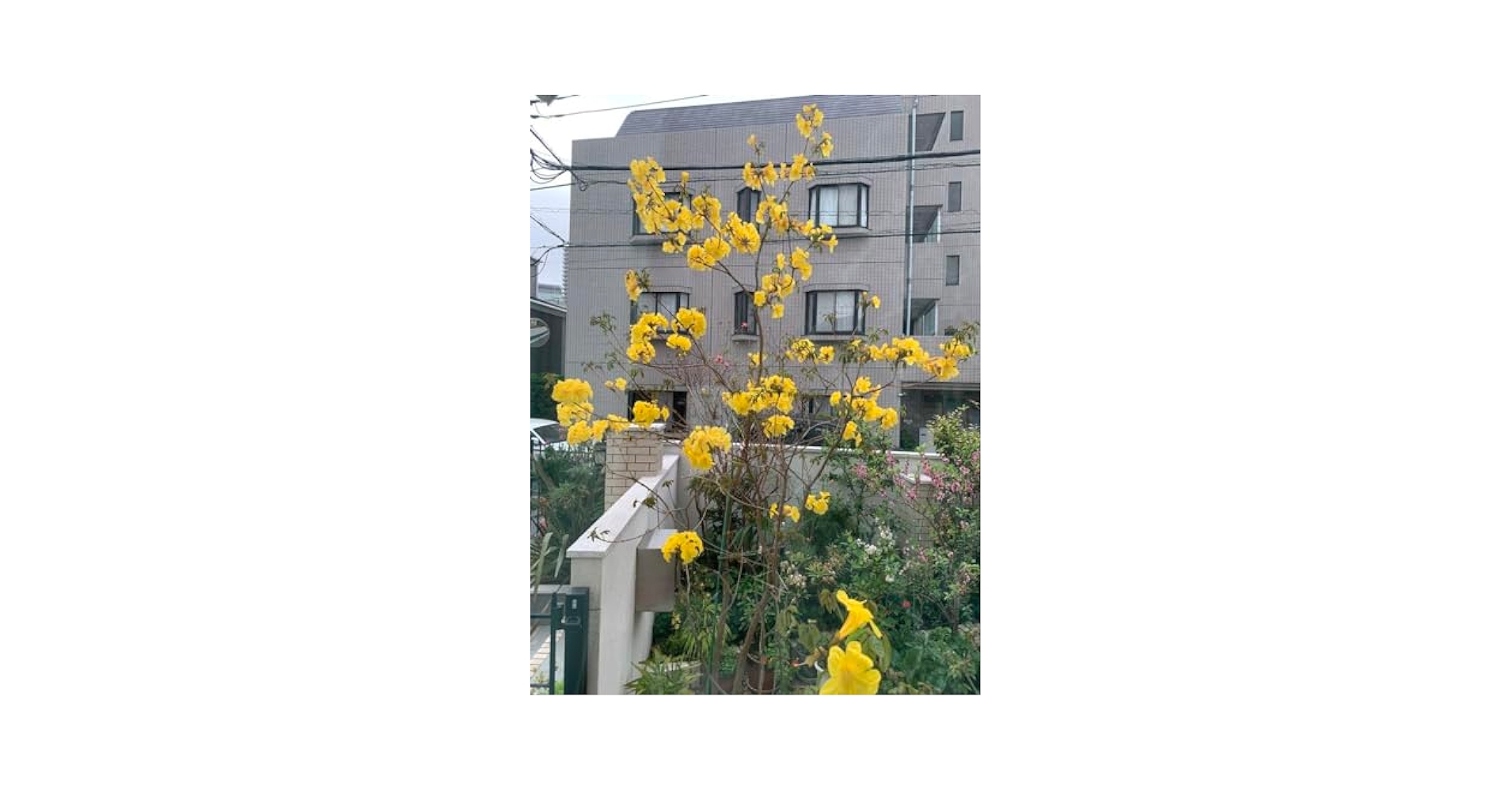 庭木にイペーの木　南国感漂う鮮やか黄色の花が春に咲きます。庭を明るくしますよ。 庭木にイペーの木 南国感漂う鮮やか黄色の花が春に咲きます。庭